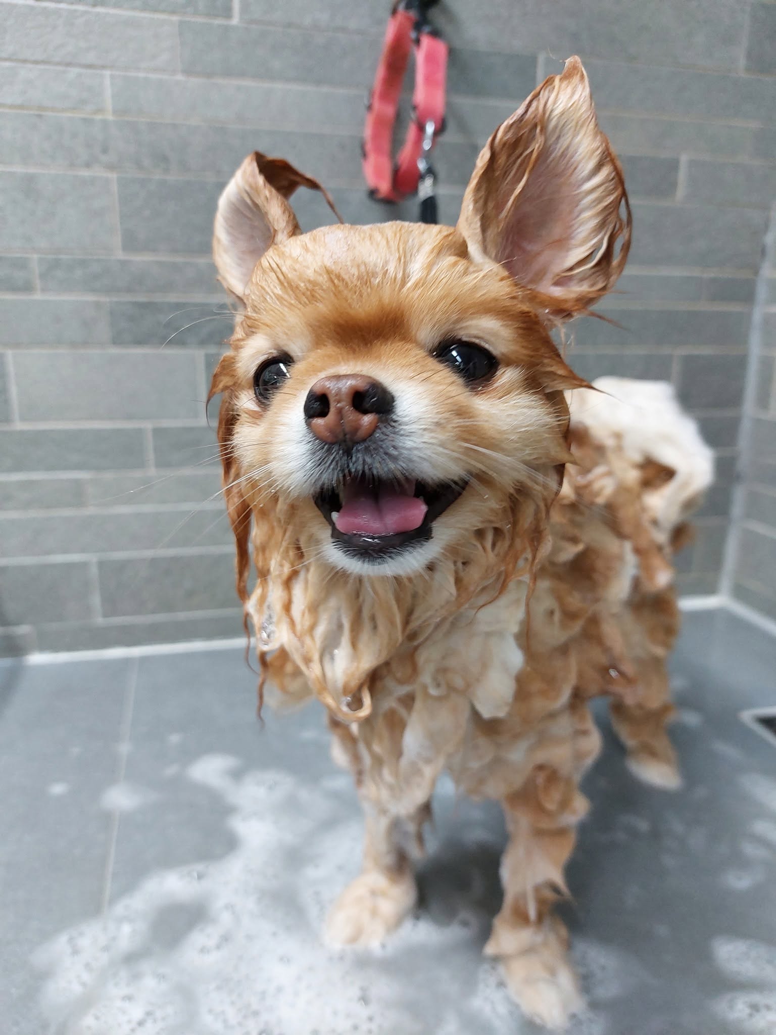 Klein hondje met natte vacht onder de douche in de salon, met een vrolijke snuit