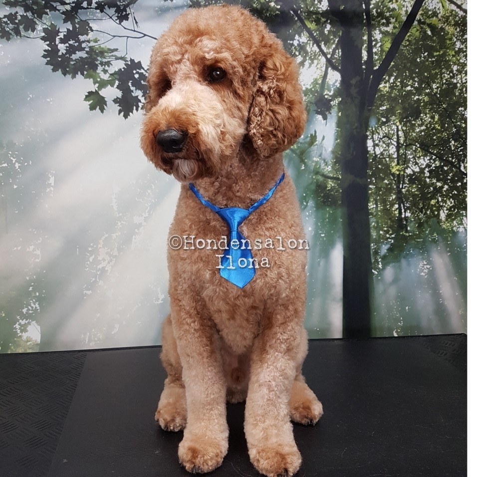Roodbruine krullende hond met blauwe stropdas, net geknipt