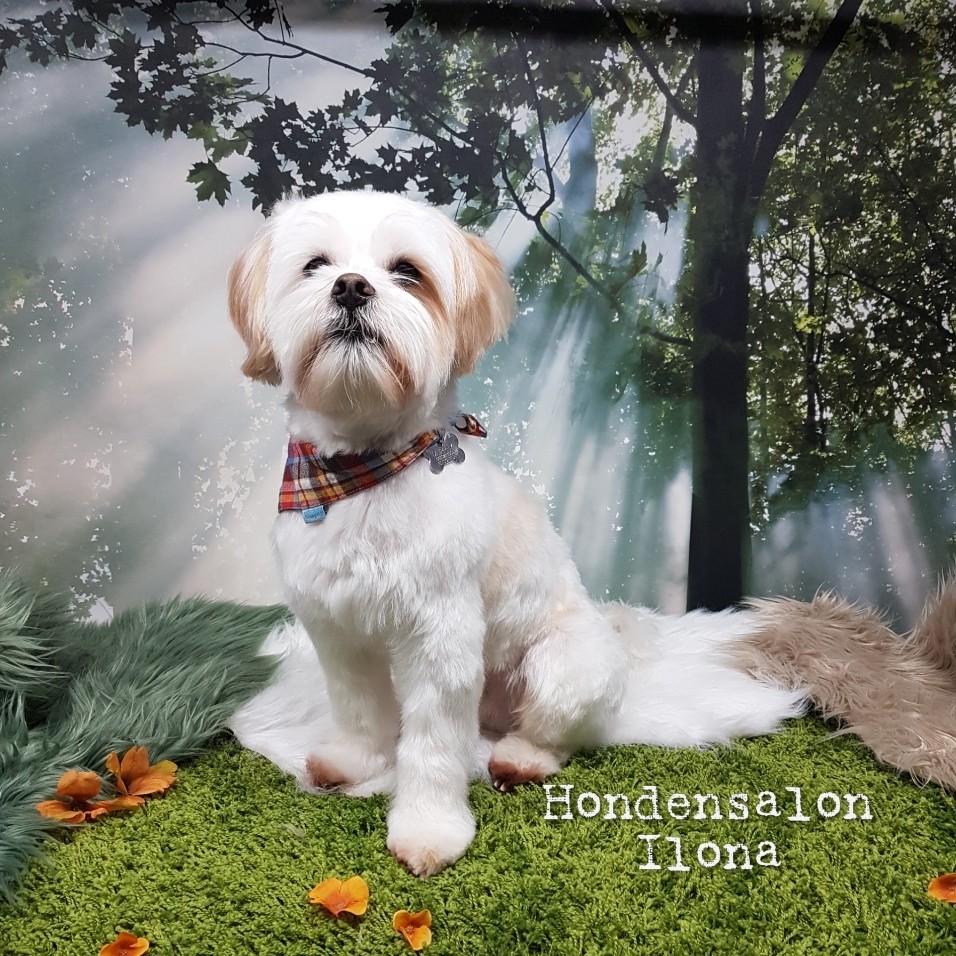 Wit hondje met geruite bandana op een groen grasmatje