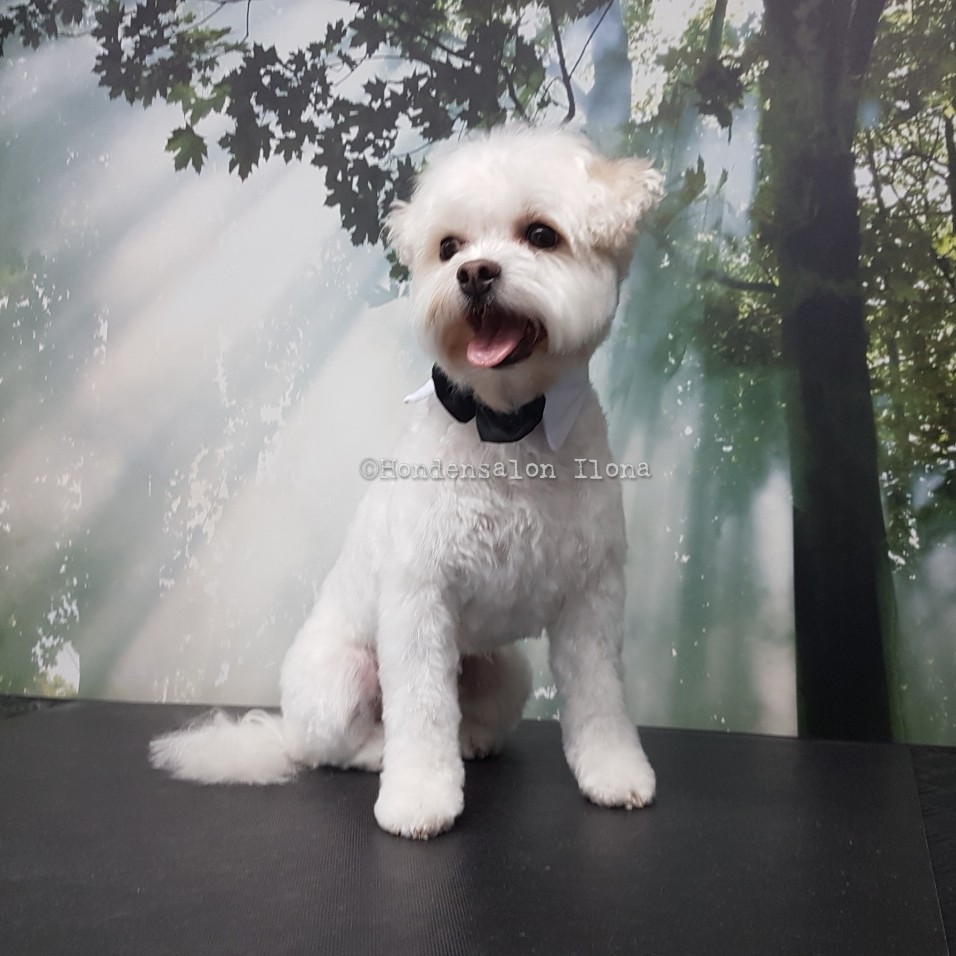 Wit pluizig hondje met zwart strikje op de trimtafel
